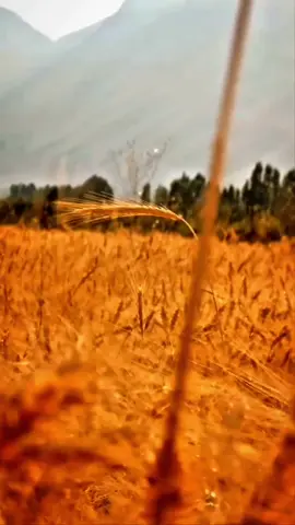 هاتەوە... #nono_music #mino_music #kurd #kurdistan 