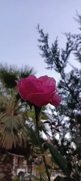 *و໑َنسّيت إنــهۛآ مـن عُمِـࢪي😔💔🍃|•*