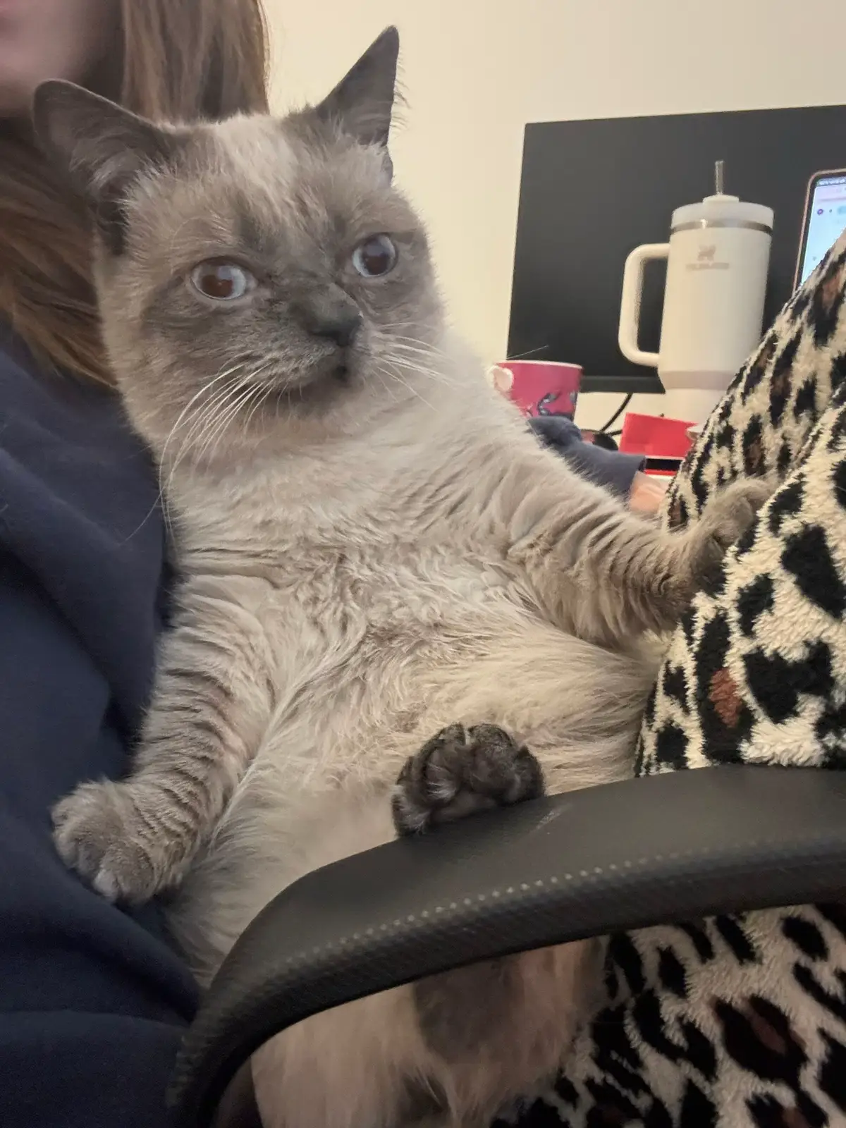 #dwarfcat #funnycat #cutecat 