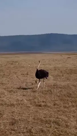 #visitngorongoro #experiencethewonders #ngorongorocrater #premiumsafaridestion #ngorongoro 