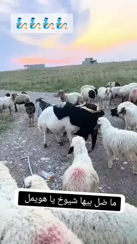 #اكسبلور #لايك #عراق #قطر #خليج 