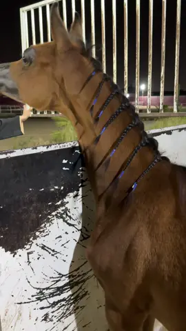 ديالا أي اتش الله يبارك 😻🤎 #ماشاءالله #اكسبلور #خيل_وخياله🐎 #الطايف #horse 