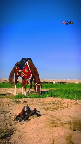 الاصيلة عشق والأجواء الجميلة 🫀#الفارس_عبدالعزيز_الجميلي #خيل_وخياله🐎 #خيول_عربية_اصيلة #ترند #اكسبلور 