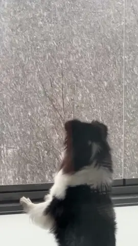 Lunta! #snow #winter #dogtok #finland 