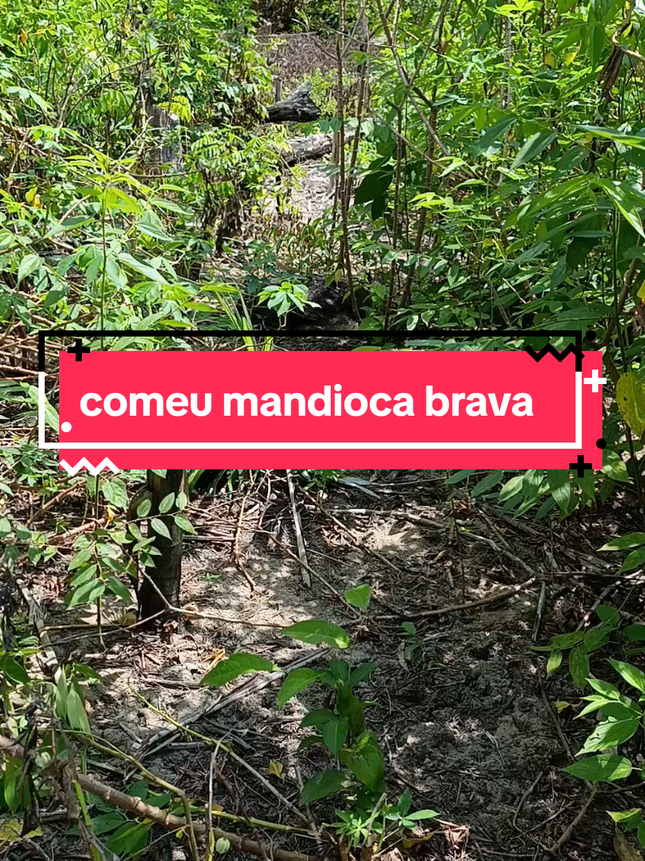 comeu mandioca brava  #agro 
