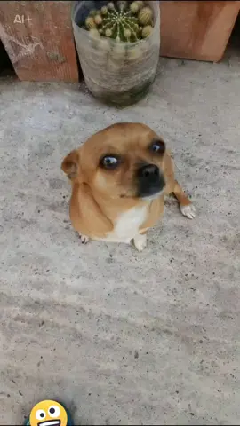 #Multiaverso #CapCut #ssj #trend #viral 