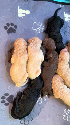 #danttydoodles #beautifulgoldendoodle #furbaby #rehoming 