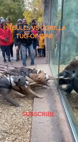 😳 “Gorilla vs Pitbulls Through the Glass… What Happens at the End Is CRAZY!#gorilla #tugofwar  #animallovers #dogshorts #viraltrend 