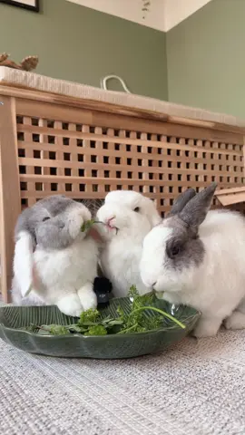 Bunny ASMR: crunch therapy 🐰🌿 #asmrsounds #bunny #rabbits #bunnytok #asmreating 