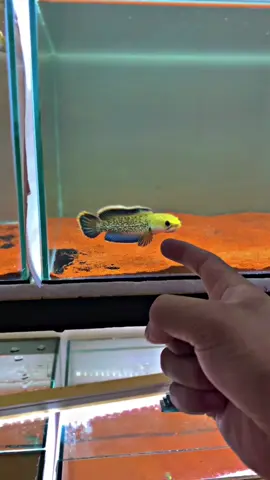 Tipis” dulu🥵🥶 #stewarti #channastewarti #channaindonesia #fyp #CapCut 