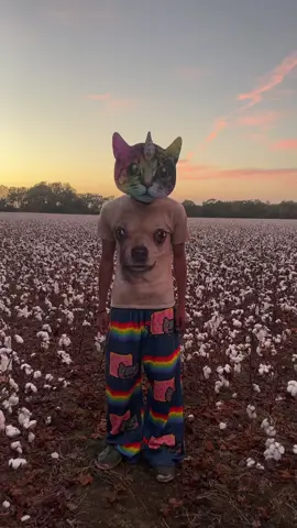 In the field 🧑‍🌾#sososoweird #soso #fyp #kitten #lore 