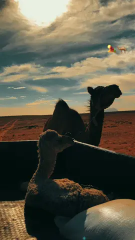 🏜️🐪#الصحراوي 