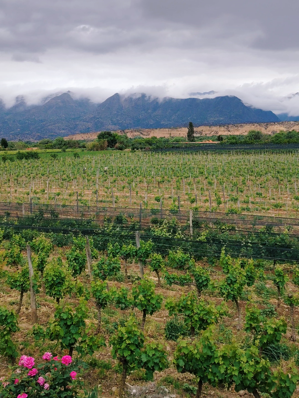 😃PA!$AJ£$🌳🌲🌹 La CASA VIEJA 🍷🍇 #casavieja #tarijabolivia🇧🇴 #viñedos #vino #videoviral 