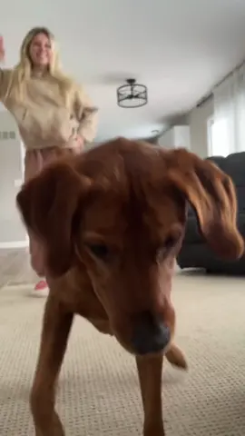 When your dog starts dancing like they’re auditioning for a talent show 🐶💃 #FunnyDogs #DogComedy #CuteDogs #DogLife #FunnyPets