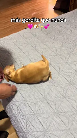 mi gorditaaa, el lunes salen por fin los retoñitosss💕 #chihuahua #fyp #dog 