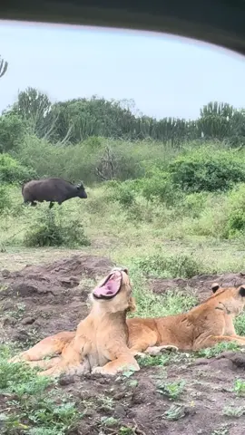 We are simba in QENP.try us for the best experience. #eddie #wildlifephotography #tanzaniantiktok🇹🇿 #ungandatiktok🇺🇬 #kenyantiktok🇰🇪 