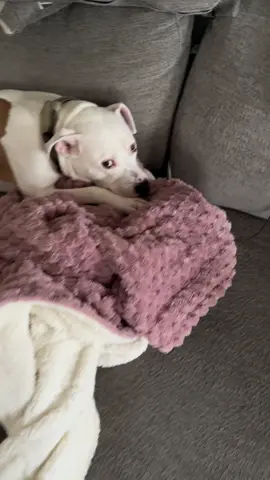 Pitties I tell ya. Always wants my heated blanket. #dogsoftiktok #pittiesoftiktok #canipetthatdog 