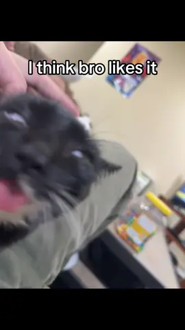 Digging a little too deep  #cat #fyp #funny #disabledcats #meme 