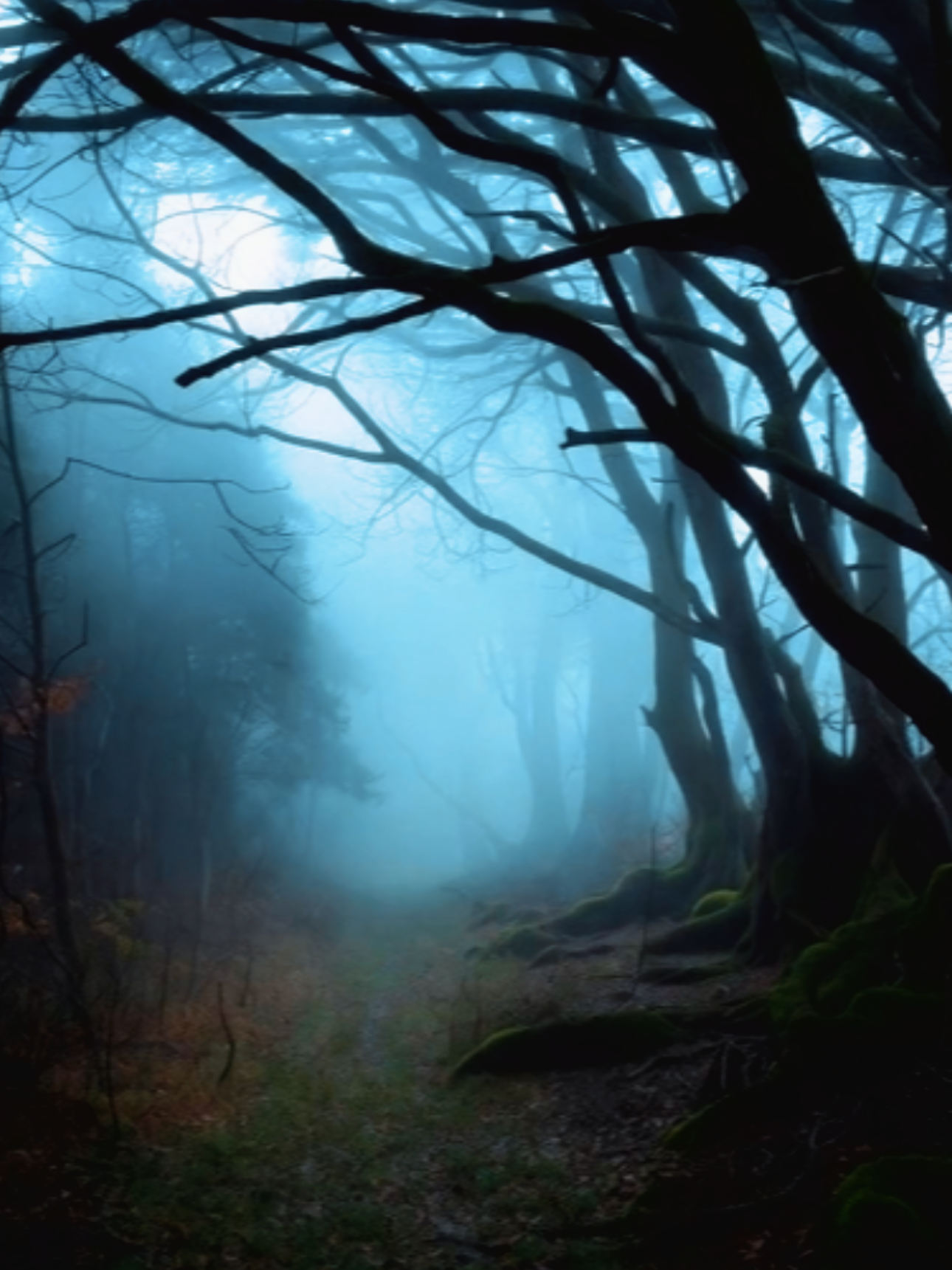 So genial ❤️ #blondee #erlkönig 