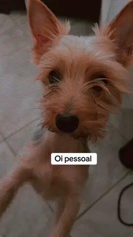Duduzinho #fy #viral #fyp #dog 
