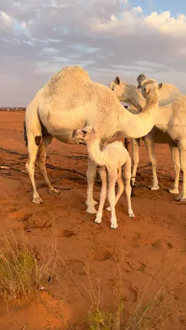 افلح من ذكر الله 