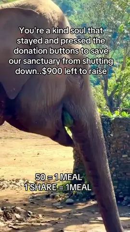 Can‘t get enough….. 🐘❤️😋🍉 🎥: Save Elephant Foundation  #elefanten #elephantnaturepark #ethicaltourism  #stoptheabuse #futureforelephan