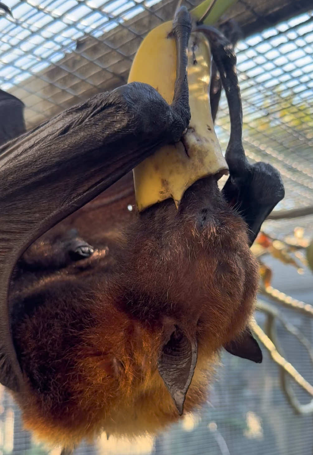 Malayan Flying Fox, Miracle, will make sure no bit of banana goes to waste. Those hooks you see him using are his thumbs, which are definitely coming in handy for this enrichment. 🦇 🍌 #florida #animals #cute #fypシ #bats 