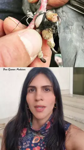 cabelo agarrado na pata do passarinho #viral #calopsita #fyppppppppppppppppppppppp 