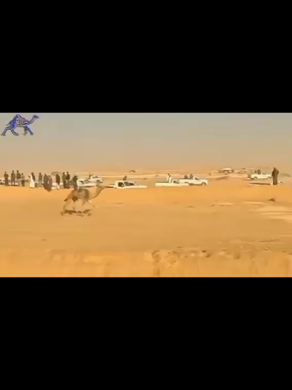 هجن بلي فوز إشعيلان 🦅 في سباق هجن مارثون السر للهجن مسافة 10 كليو متر وراعيه تيسير الدميخي البلوي 👏#اعادة_النشر🔃 #اضافة_ولايك_حبايبي🌹 