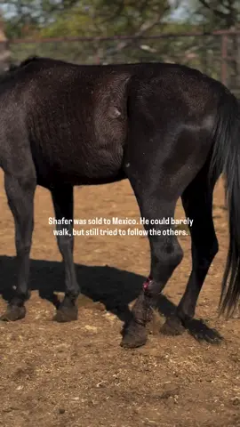 Only a few seconds of your time can help us raise $1200 so that we don’t close our sanctuary 🙏#horselovers #horserescue #horsesanctuary #support #unitedstates 