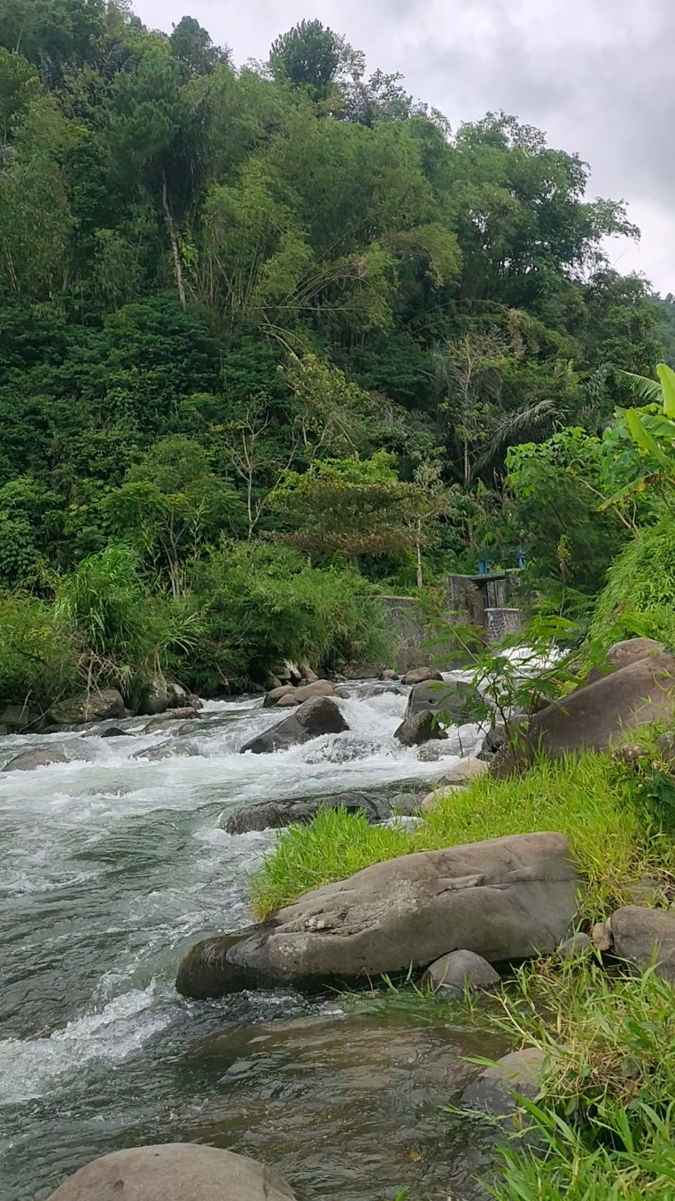 Air bersih herang mengalir dari pegunungan syawal ciamis #pedesaan #gunungsyawal #sungaipetani #alam #sunda 