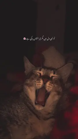 To nai dil mein maghr tera nishan baki baki hai-🌸 #urdushayari #urdushayari #viralvideo #viralvideo @TikTok 