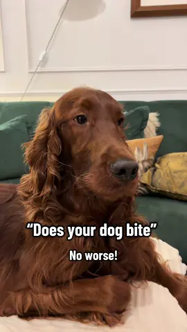 👀👀👀👀 #fyp #irishsetter #judgey 