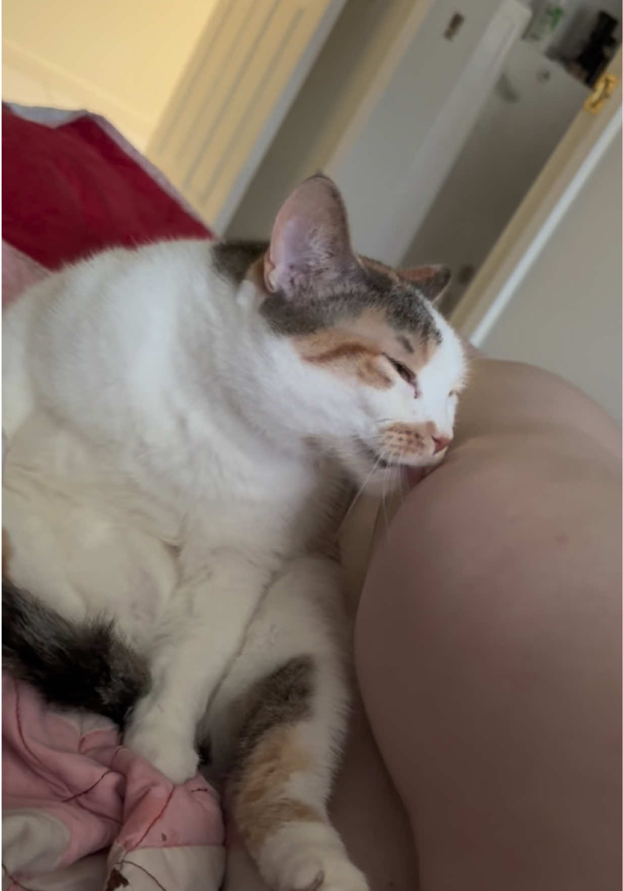 Mamas girl 🥲 #cats #cattok #catsoftiktok #catlover #petsoftiktoks 