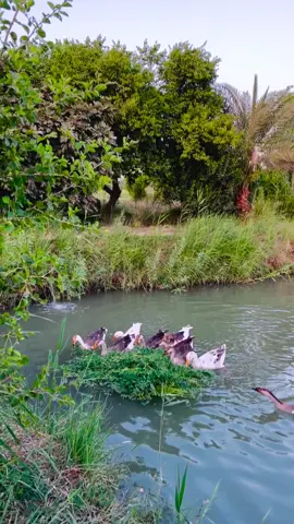 #متابعة #بغداد #السماوه_مدينتي🇮🇶❤️ 