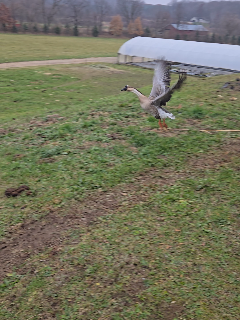 african goose flying 