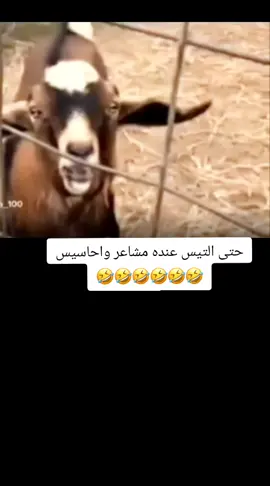 #tiktok #fyp #foryoupage #متابعه_ولايك_واكسبلووووووور #صنعاء_تعز_عدن_اب_ذمار_حجة_حضرموت 🇾🇪❤🤍🖤🥰🥰 