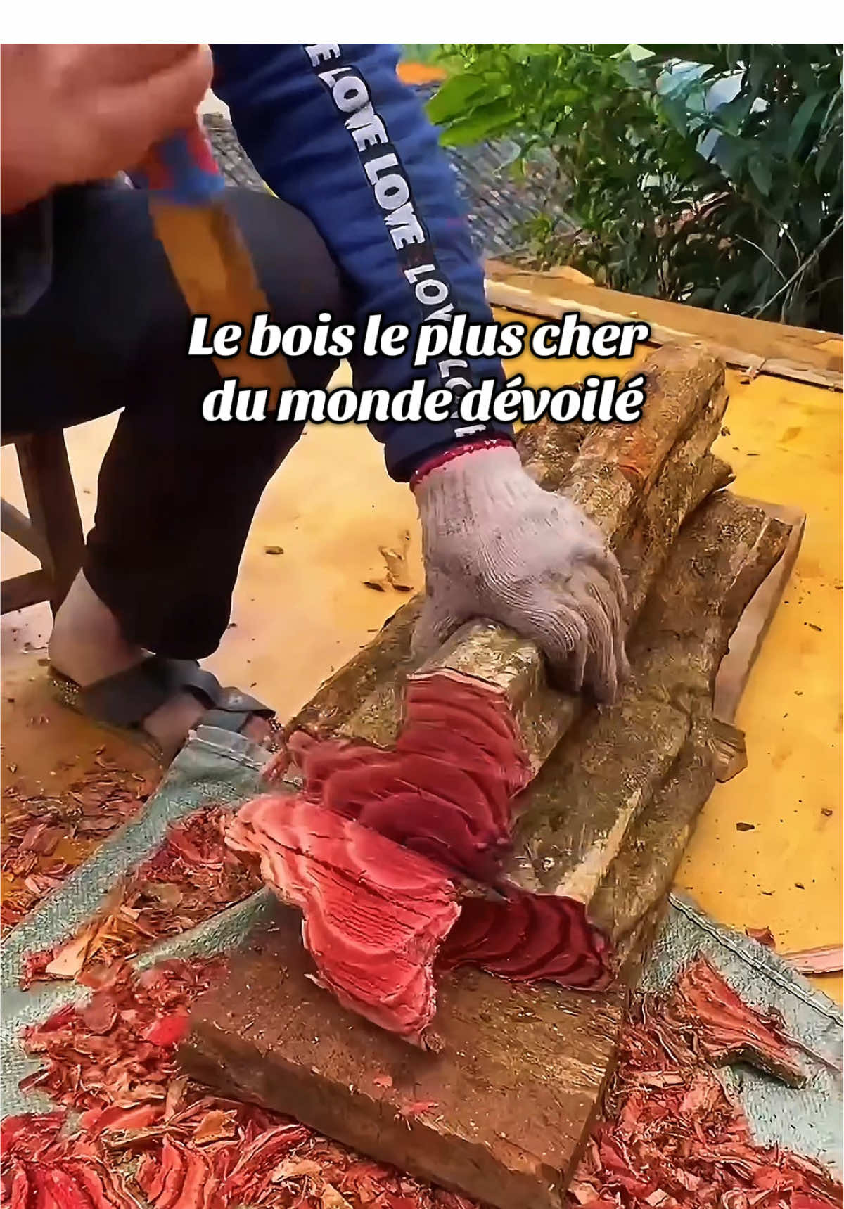 Découvre pourquoi le bois noir africain dépasse de loin le santal rouge en valeur. Un matériau rare, presque impossible à travailler, mais essentiel pour les instruments les plus prestigieux. Une histoire fascinante sur l'un des bois les plus précieux au monde. #bois #boisnoir #nature #découverte #tiktokfrance🇨🇵 