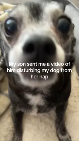 Poor baby can’t even nap in peace  #fypシ゚viral #tired #goofy #dogsoftiktok #chihuahua 
