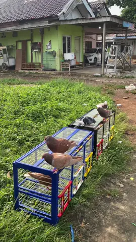 aktivitas dirumah merpatian😂 #merpatilovers #fypage #merpatikolong #merpatikolongbebas 