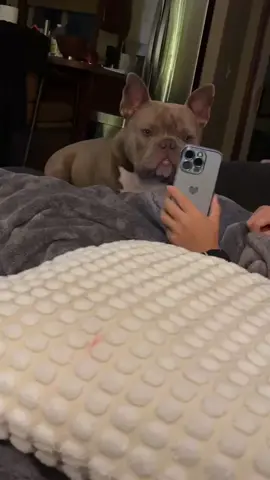 He’s his own biggest fan😂😂 He loves watching his tik toks #pocketbully #fyp #dogsoftiktok #dog #puppy 