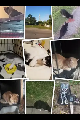 #parati #catlover #feeder #foryou #cats 