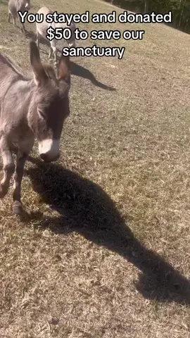 #donkeys #sanctuary #unitedstates 