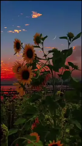 #اللهم_صلي_على_نبينا_محمد اللهم امين ##UFC #التسامح #البرتغال #fypシ゚ 