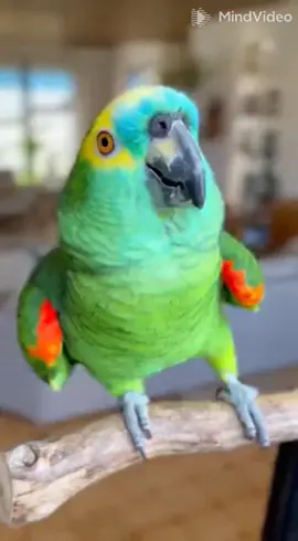 #PapagaioFalante #HumorBrasil #VideoEngraçado #ComédiaTikTok #letícia 