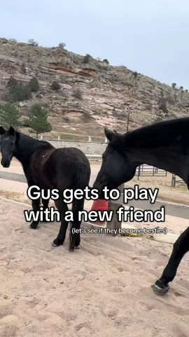 I cannot get enough of these two 🥺 #fyp #loveatfirstsight #horsesontiktok #horsetok #bestfriend 