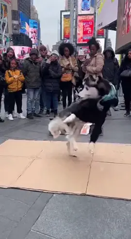 My dance moves on point! #husky #dog #dogsoftiktok #fyp #foryoupage 