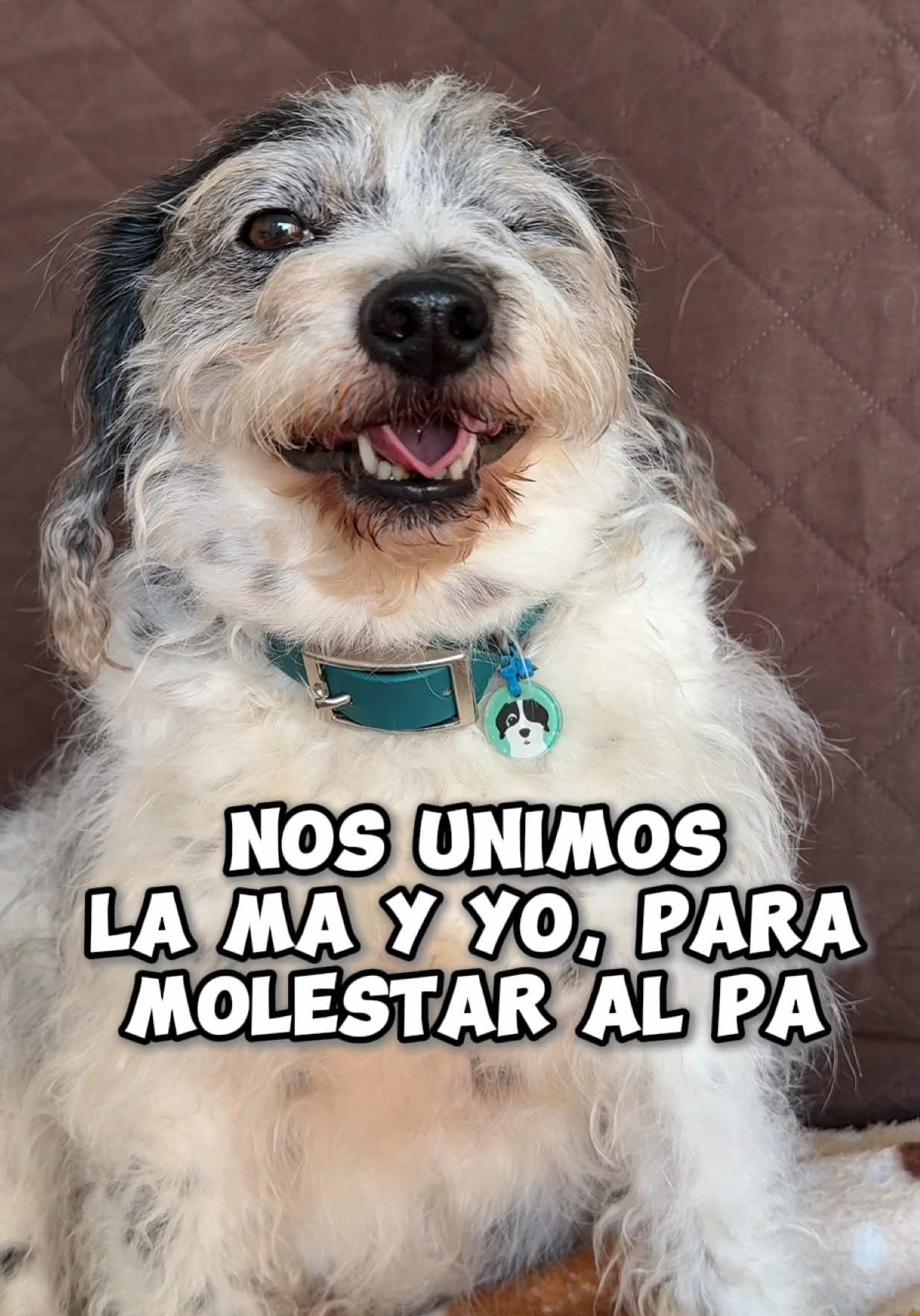 Te amamos pa 🥹 #loschaperritos #chapehouse #familiaperruna #perrihijos #doglover 