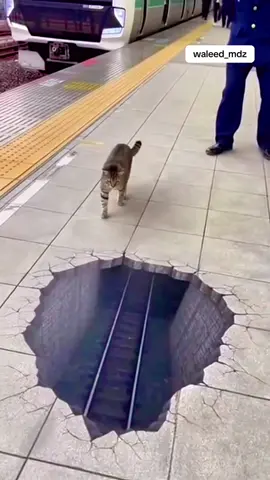 Cat so funny video 😂😂 #funnycat #fyp #viral #waleed_mdz #tiktokviral 