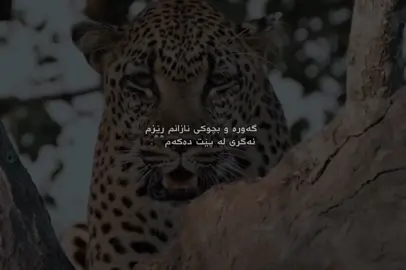 گەورە و بچوکی نازانم  رێزم نەگری لە پێت دەکەم🖤. #kurdistan #foryou #edit #hd 